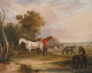 Chevaux paissant - un étalon gris paissant avec des juments dans un pré